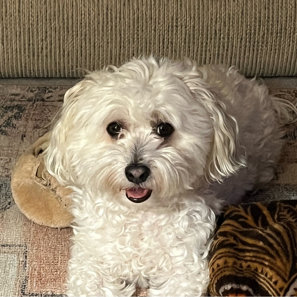 Meet your Posher, Randi